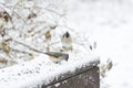Two tufted titmouse eating sunflower seeds in the snow