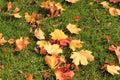 Colorful Autumn leaves - shades of red, orange and yellow with green grass in background Royalty Free Stock Photo