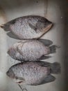3 carp, ready to cook