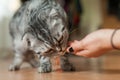 Picture of cat which is feeding by woman. Delicious!!