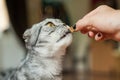 Picture of cat which is feeding by woman. Delicious!!