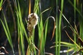 Cattail Seeding in the Sun at Kathryn Albertson Park Royalty Free Stock Photo