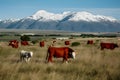 Picture Cattle and calf roam freely in Argentinas picturesque countryside