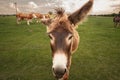 Selective blur on a donkey, with a determined glance, looking at a camera, in Zasavica, Serbia. Equus Asinus, or domestic donkey, Royalty Free Stock Photo