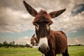 Selective blur on a donkey, with a determined glance, looking at a camera, in Zasavica, Serbia. Equus Asinus, or domestic donkey, Royalty Free Stock Photo