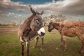 Selective blur on a donkey, with a skeptical glance, looking at a camera, in Zasavica, Serbia. Equus Asinus, or domestic donkey, Royalty Free Stock Photo