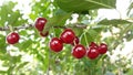 Cherrys on tree Royalty Free Stock Photo