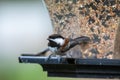 A picture of Chestnut-backed Chickadee perching on the feeder. Royalty Free Stock Photo