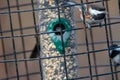 A picture of Chestnut-backed Chickadee perching on the feeder. Royalty Free Stock Photo