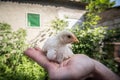 Young chicken, also called chick or poussin is standing in the hands of a farmer in a rural farm environment