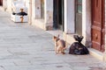 Chihuhua dog poops on the sidewalk Royalty Free Stock Photo