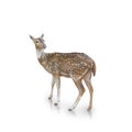 Chital or spotted deer isolated on white background