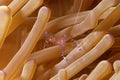 A picture of a Cleaner shrimp Royalty Free Stock Photo