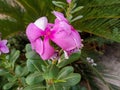 A picture click the beutiful pink color flower