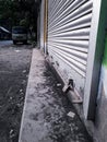 Picture of close shops because of public curfew or lockdown in india till 3rd May