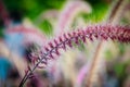 Close up beautiful gramineae grass flower in backyard garden