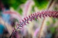 Close up beautiful gramineae grass flower in backyard garden