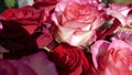 Close-up of a bunch of pink / white roses and red roses