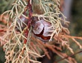 Picture of a Close up of cut evergreen tree branch