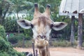 Close up image of funny giraffe`s face