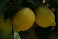 Close-up lemon in a garden