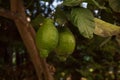 Close-up lemon in a garden