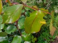 Yellow weevil eating green leaves