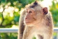 Picture close-up a monkey is on the tree. Royalty Free Stock Photo