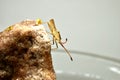 Close-up of a predatory bug sitting on a granite rock.