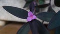 Close-up purple flower in a garden