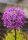 Closeup of Allium Gladiator pink flower