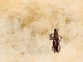 Closeup of a grasshopper