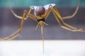 Closeup of a mosquito biting an arm