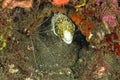 A picture of a clouded moray Royalty Free Stock Photo