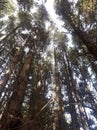 Picture of cluster of tall trees taken during day time