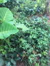 Cocoyam plant with leaves around