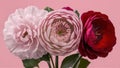 picture of a collection of three flower on a white background. generative ai