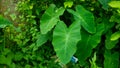 The picture of colocasia esculenta or taro. Colocasia also name kochu, kocu shak or kocu pata greens wallpaper hd Royalty Free Stock Photo