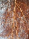 Picture with colorful birch branches water reflections, suitable for background Royalty Free Stock Photo