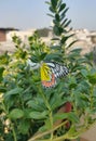 Picture of colorful butterfly drinking nectur from the flower. Royalty Free Stock Photo