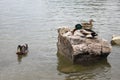 Colorful ducks in the river Royalty Free Stock Photo