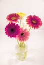 Colorful Gerbera daisies in a vase Royalty Free Stock Photo