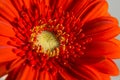 Colorful Gerbera daisies in a vase Royalty Free Stock Photo