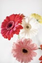 Colorful Gerbera daisies in a vase Royalty Free Stock Photo