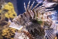 Colorful lion fish floating at the Ripley`s Aquarium in Toronto Ontario Canada