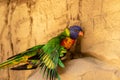 Colorful lorikeet