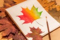 Picture of colorful maple leaf Royalty Free Stock Photo