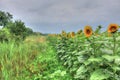 A field of colorful sunflowers Royalty Free Stock Photo