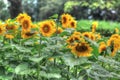 A field of colorful sunflowers Royalty Free Stock Photo