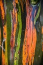 Colorful tree bark of the rainbow eucalyptus tree in Puerto Rico Royalty Free Stock Photo